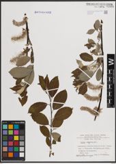 Foto von Salix caprea L.